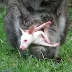 Feriehus Maison Et Moulin A Eau Entre 2 Rivieres Dans Parc Animalier *