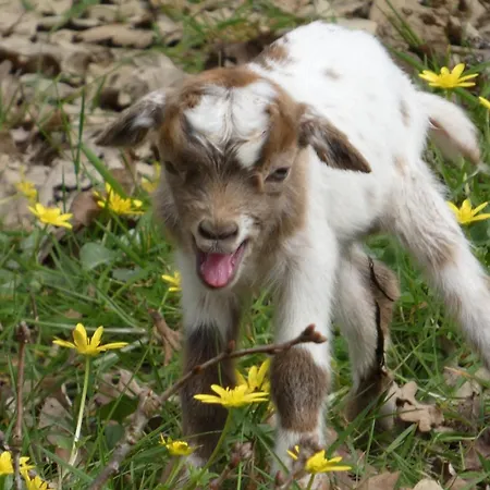 Maison Et Moulin A Eau Entre 2 Rivieres Dans Parc Animalier Prázdninový dům *
