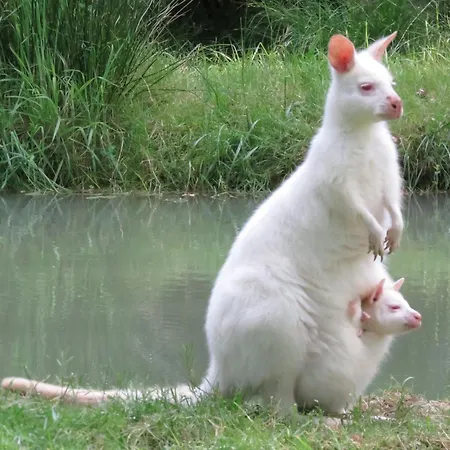 Maison Et Moulin A Eau Entre 2 Rivieres Dans Parc Animalier *