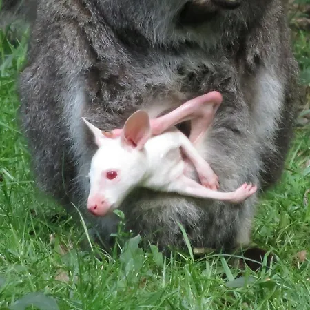 Prázdninový dům Maison Et Moulin A Eau Entre 2 Rivieres Dans Parc Animalier *